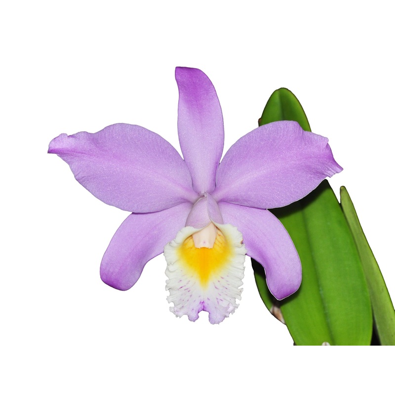 Cattleya Miss Endicott
