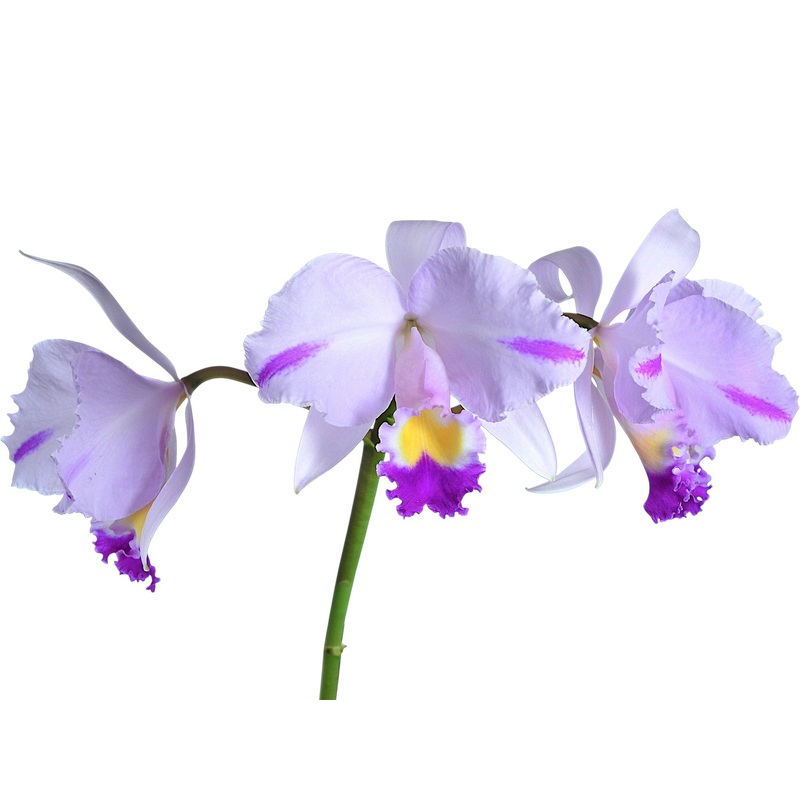 Cattleya trianae Cuencanita x Morlaquita