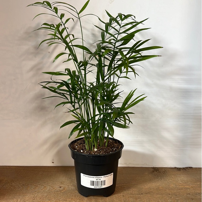 Chamaedorea elegans – Parlour Palm