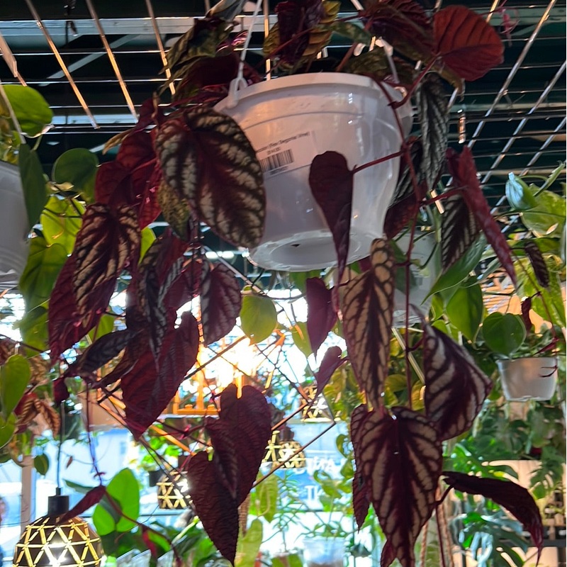 Cissus discolor – Rex Begonia Vine