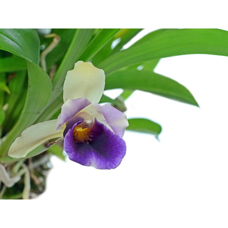 Cochleanthes discolor