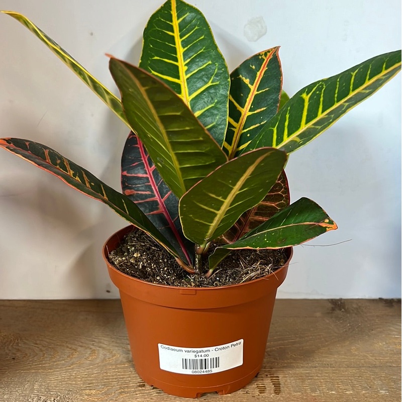 Codiaeum variegatum – Croton Petra
