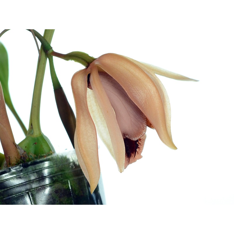 Coelogyne xyrekes