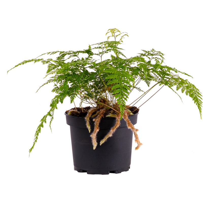 Davallia fejeensis – Rabbits Foot Fern