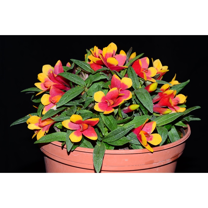 Dendrobium Aussie’s Hi-Lo f. yellow red