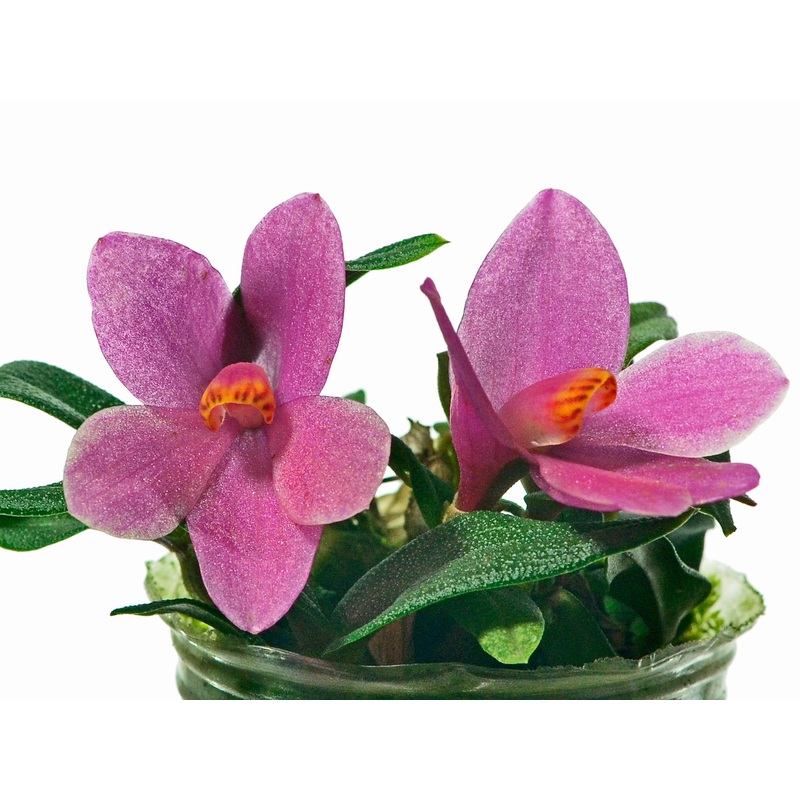Dendrobium Nagomi f. pink