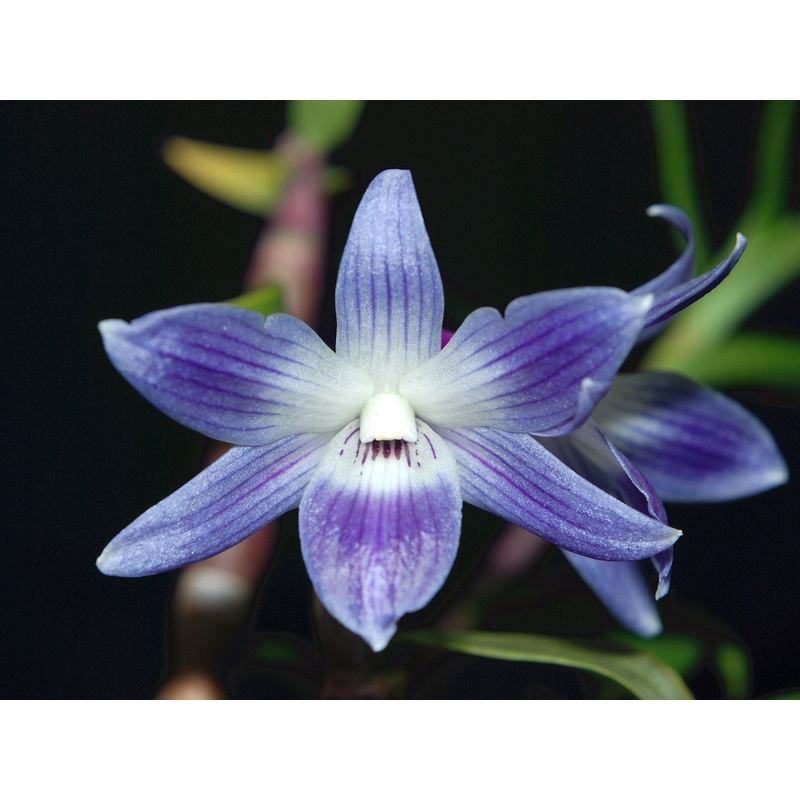 Dendrobium victoriae-reginae