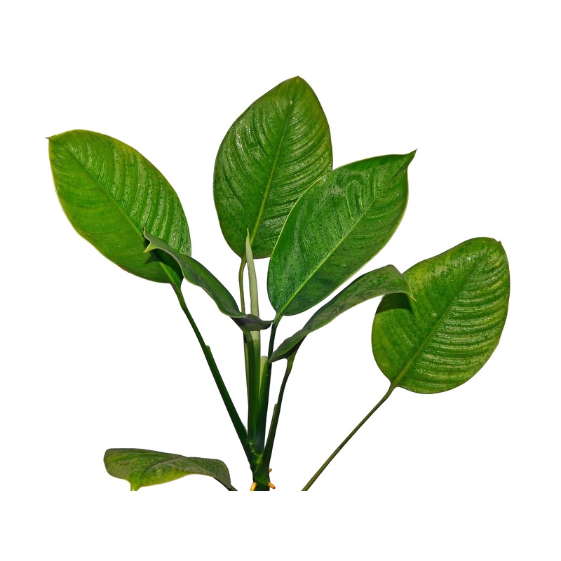Dieffenbachia sp. bowmanii 1
