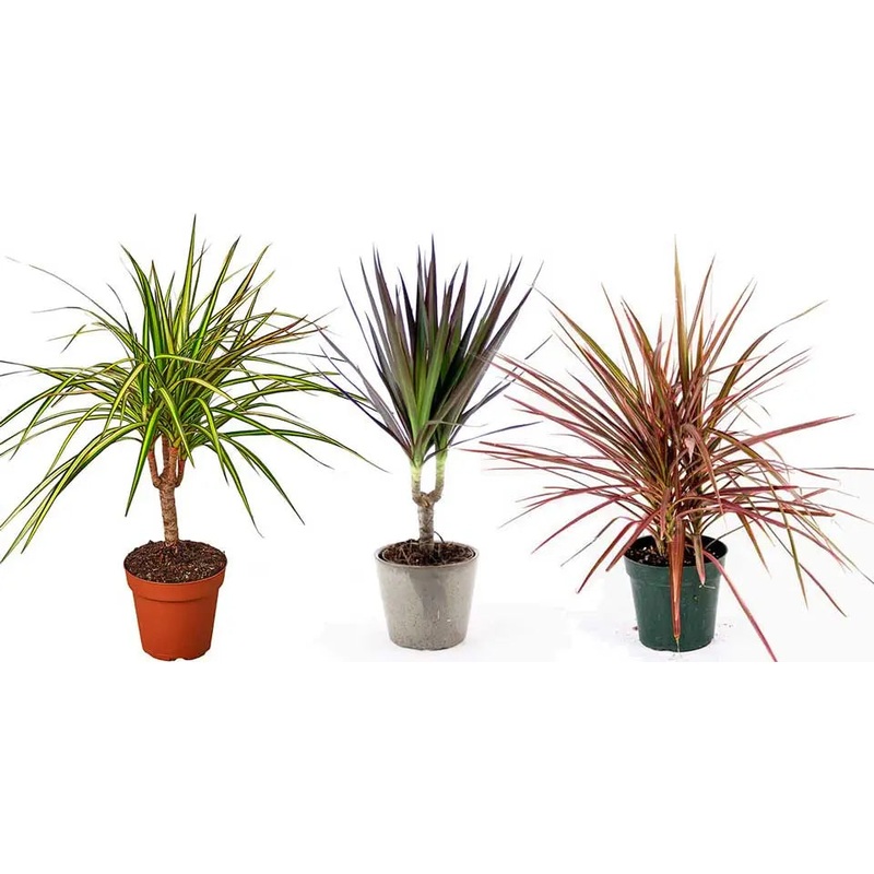 Dracaena marginata – Dragon Tree