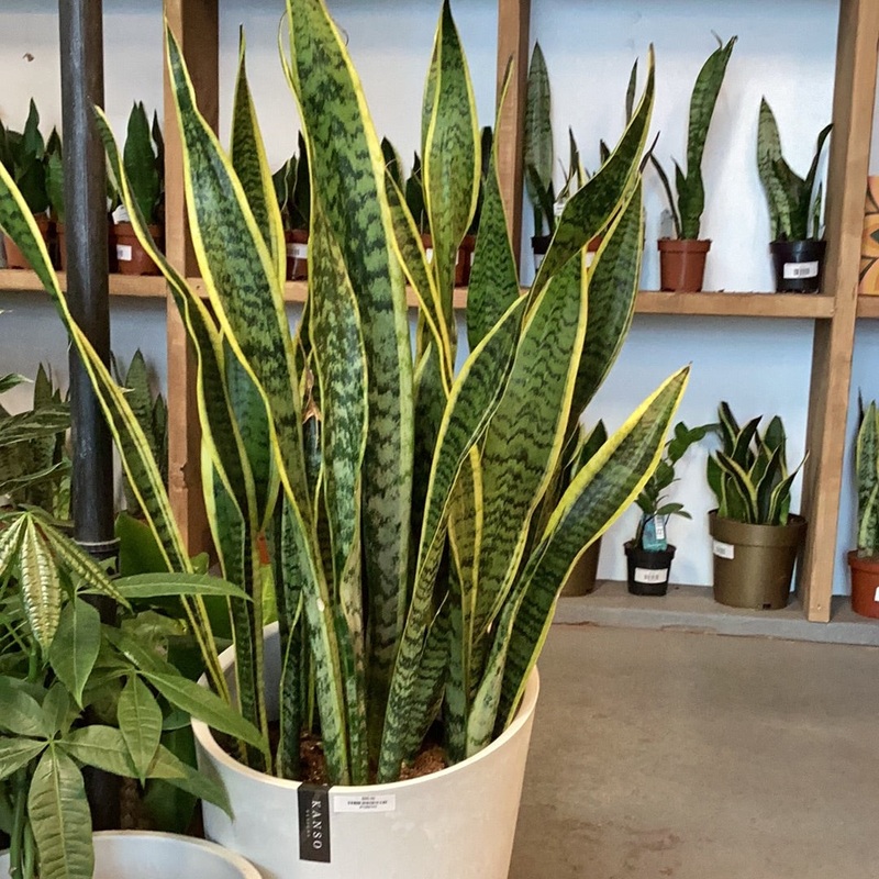 Dracaena trifasciata – Laurentii (Snake Plant)