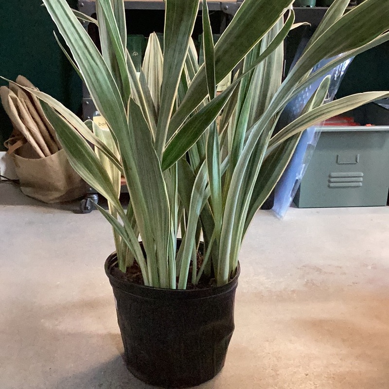 Dracaena trifasciata – Sayuri (Snake Plant)