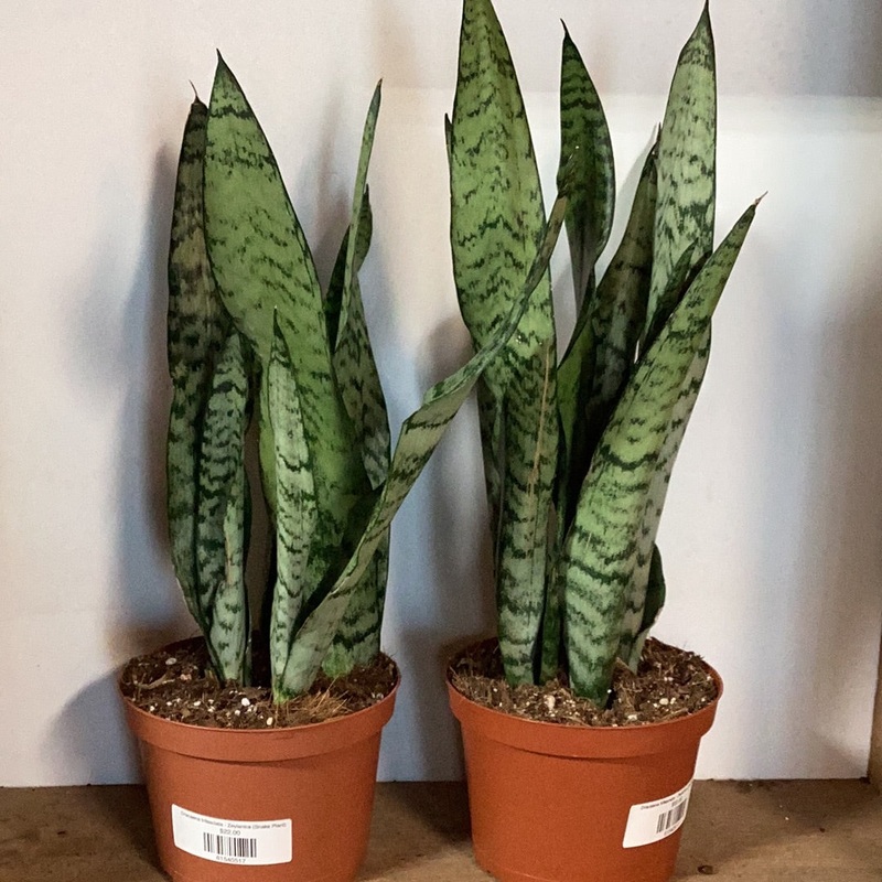Dracaena trifasciata – Zeylanica (Snake Plant)