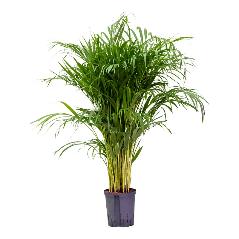 Dypsis lutescens – Areca Palm|4″|6″|8″|10″