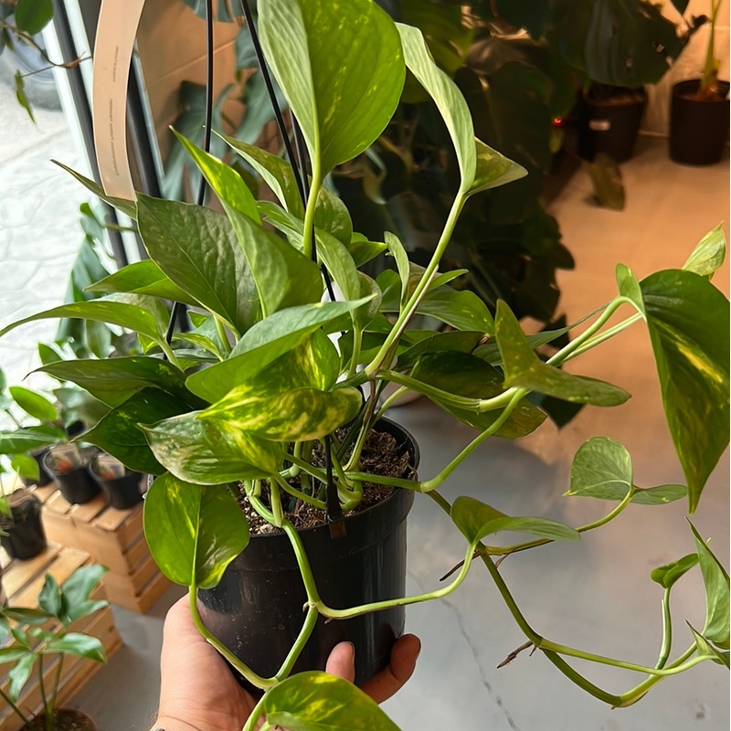 Epipremnum aureum – Hawaiian Pothos