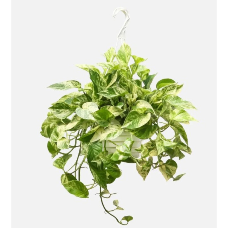 Epipremnum aureum – Marble Queen Pothos