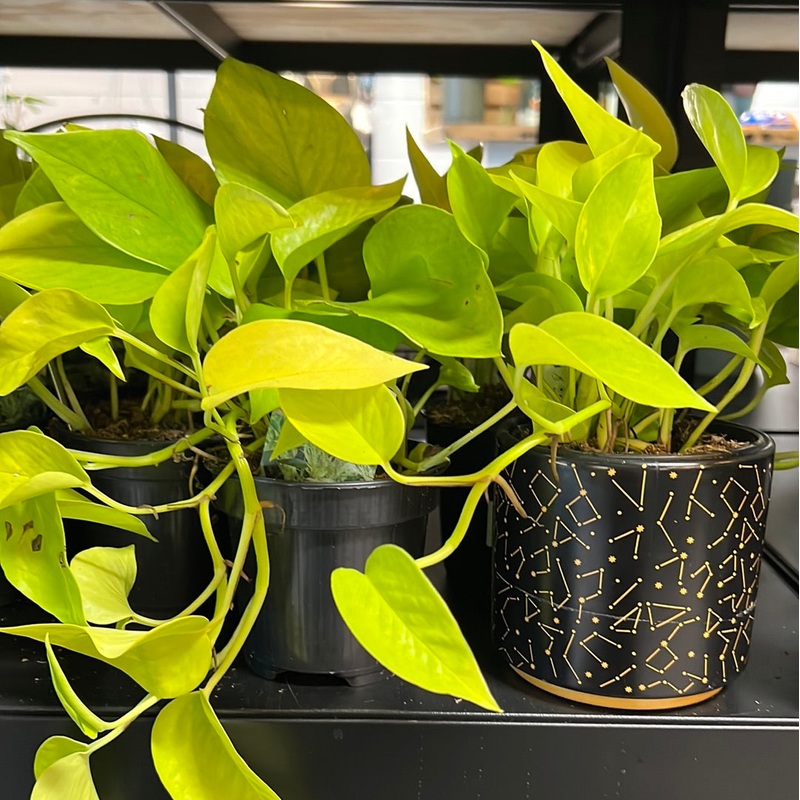 Epipremnum aureum – Neon Pothos