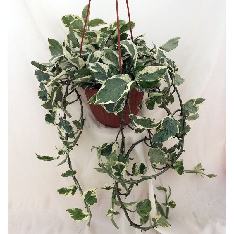Epipremnum aureum – Pearls & Jade Pothos