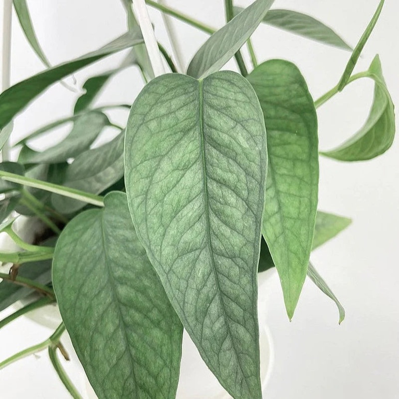 Epipremnum pinnatum – Cebu Blue