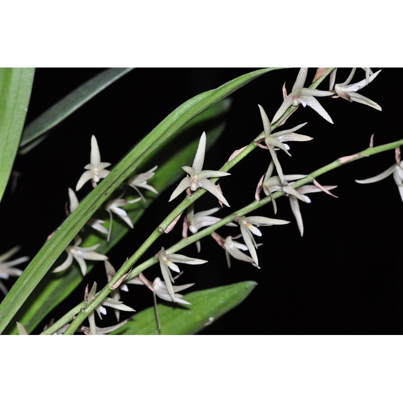 Eria javanica