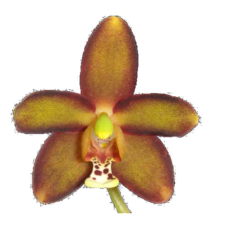 Eriopsis sceptrum
