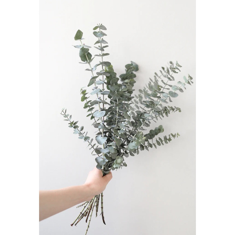Eucalyptus Bundle