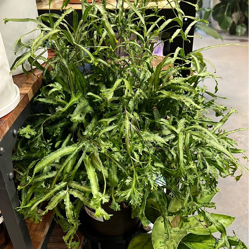 Fern – Moonlight|6″