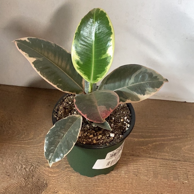 Ficus elastica – Tineke|4″|6″|8″|10″