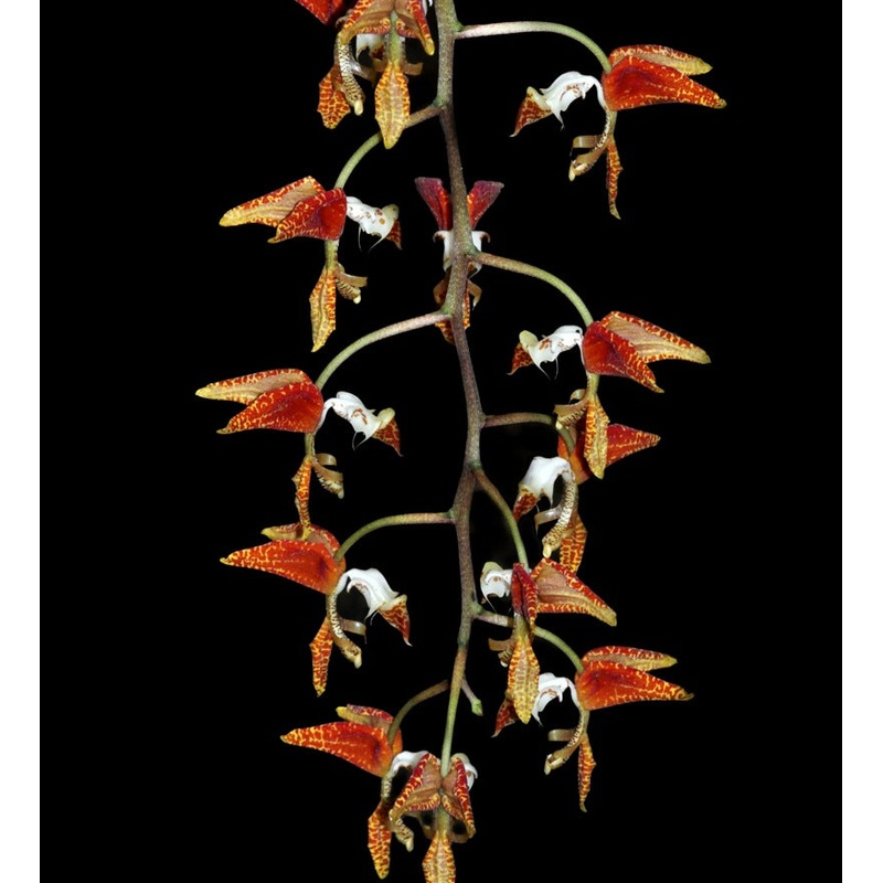 Gongora rufescens