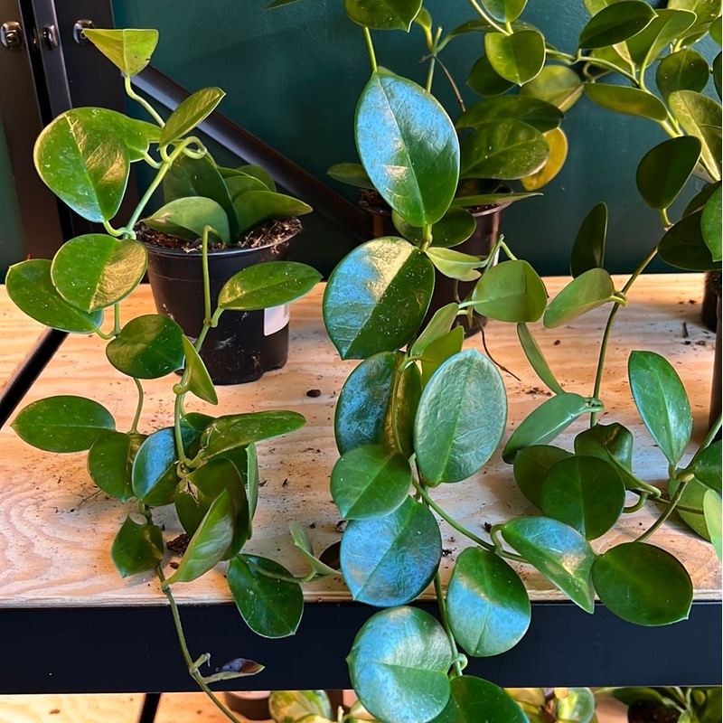 Hoya Australis|4″|4″ Australis – Tri-Colour|6″ Australis – Lisa|6″ Australis