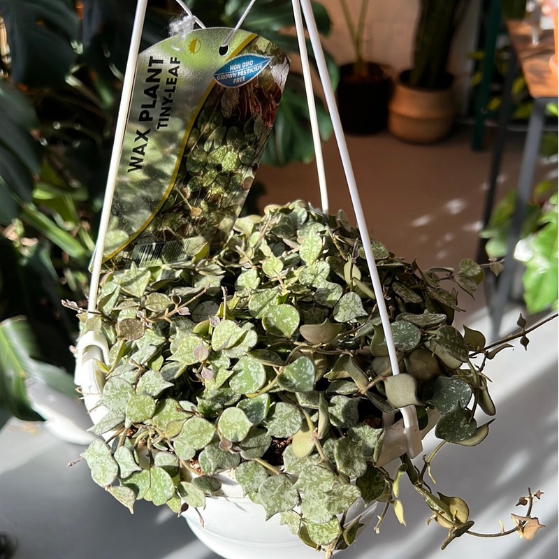 Hoya Curtsii|4″|6″ Hanging Basket