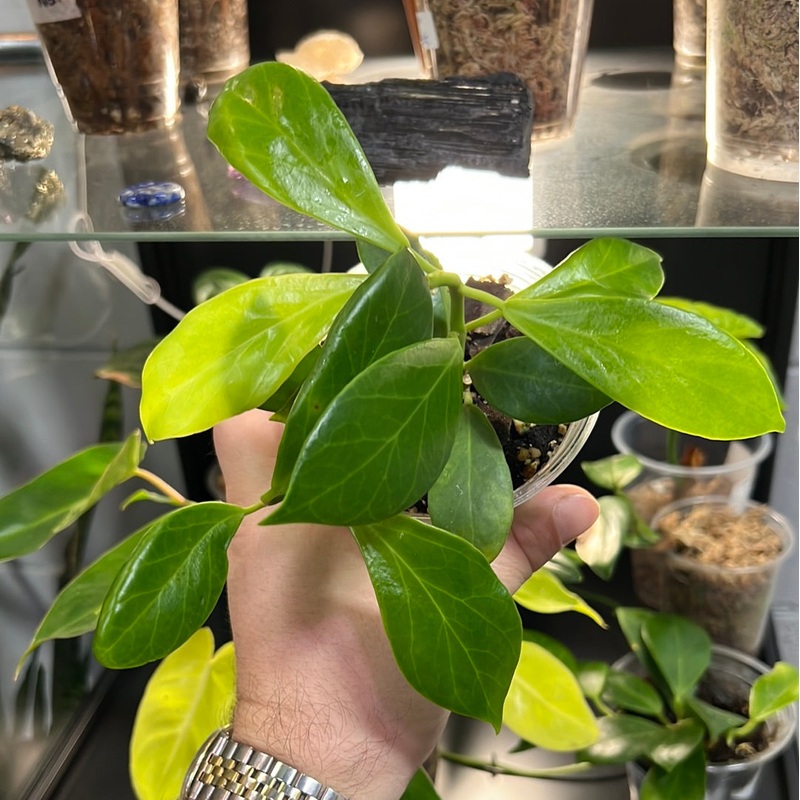 Hoya obscura|4″