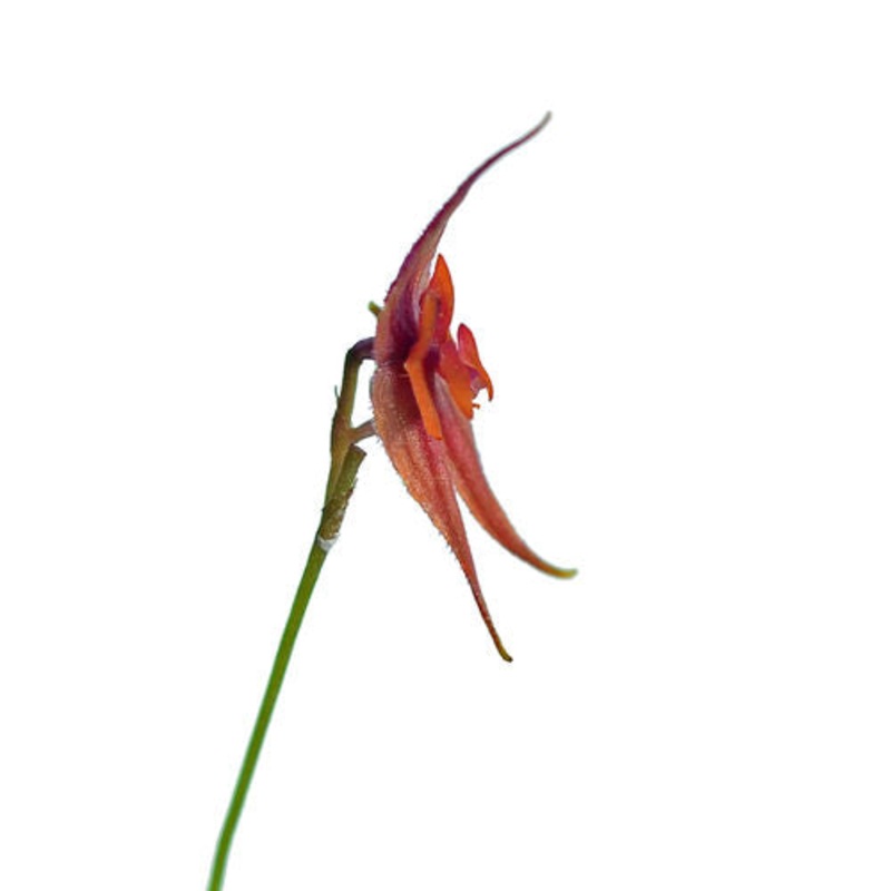 Lepanthes clareae