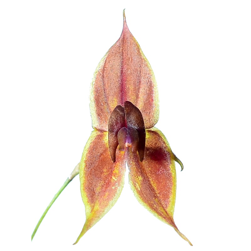 Lepanthes dodsonii x Lths. helgae