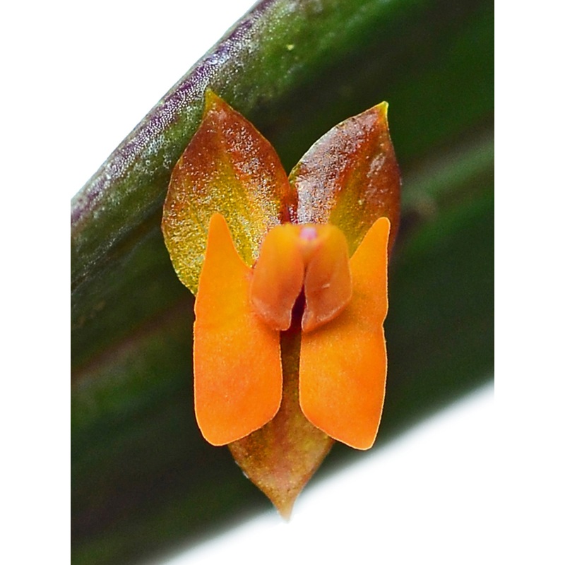 Lepanthes eciliata