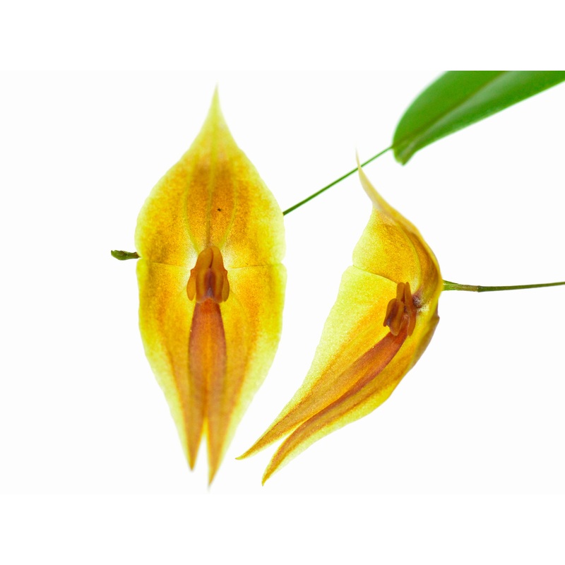 Lepanthes Elegant Escobar striped