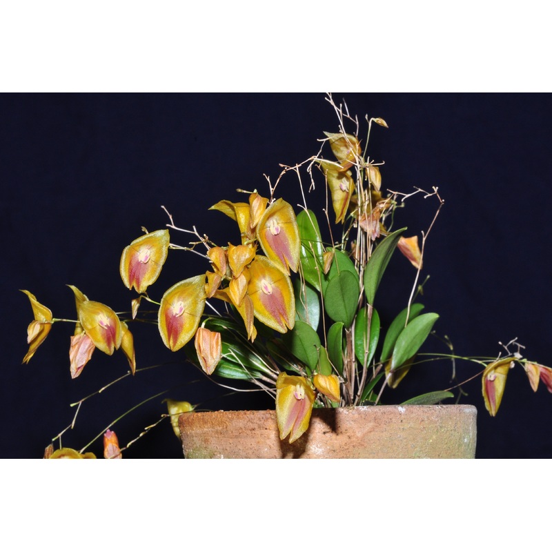 Lepanthes escobariana