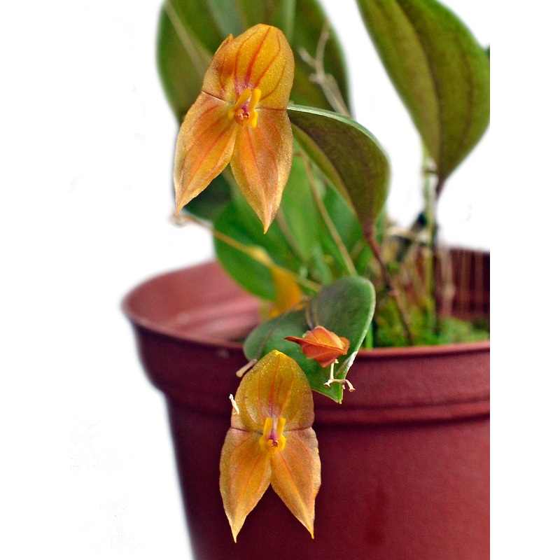 Lepanthes escobariana x Lepanthes niesseniae