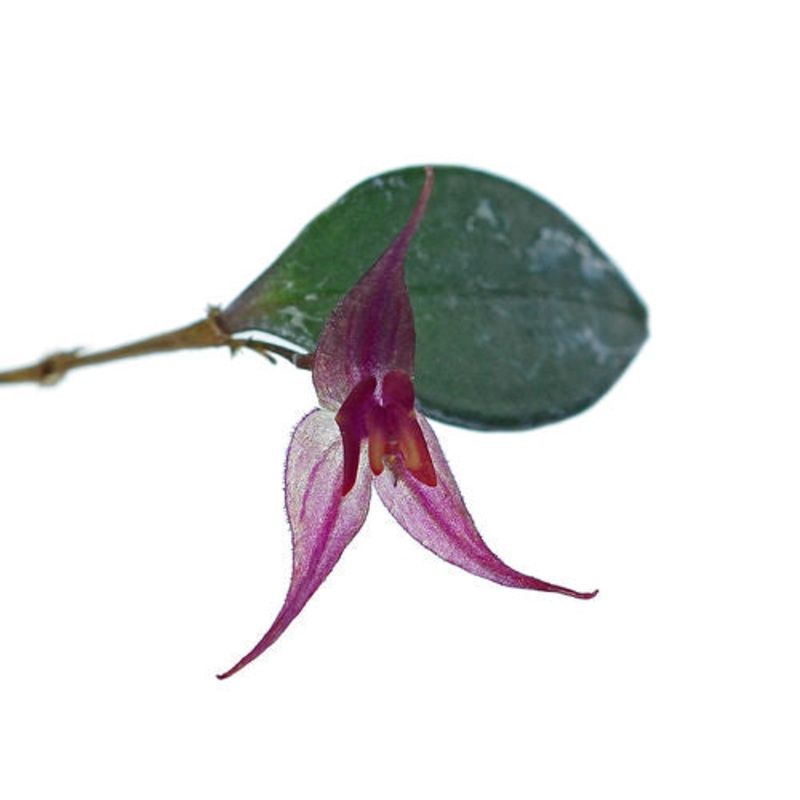 Lepanthes grandiflora