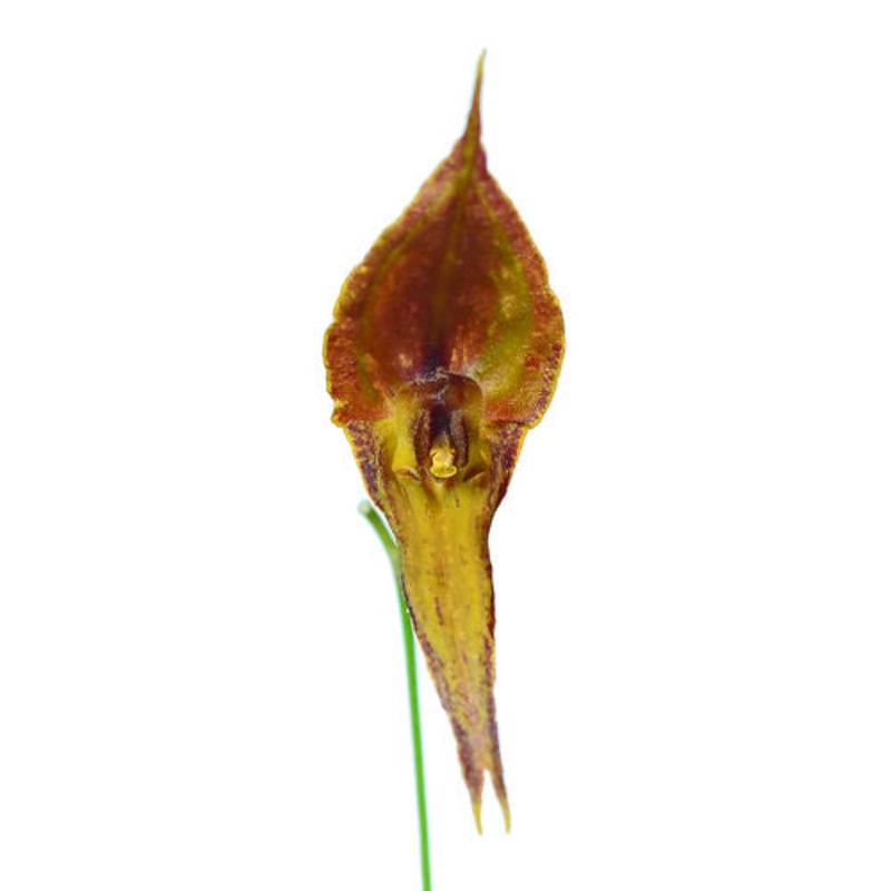 Lepanthes inaequisepala