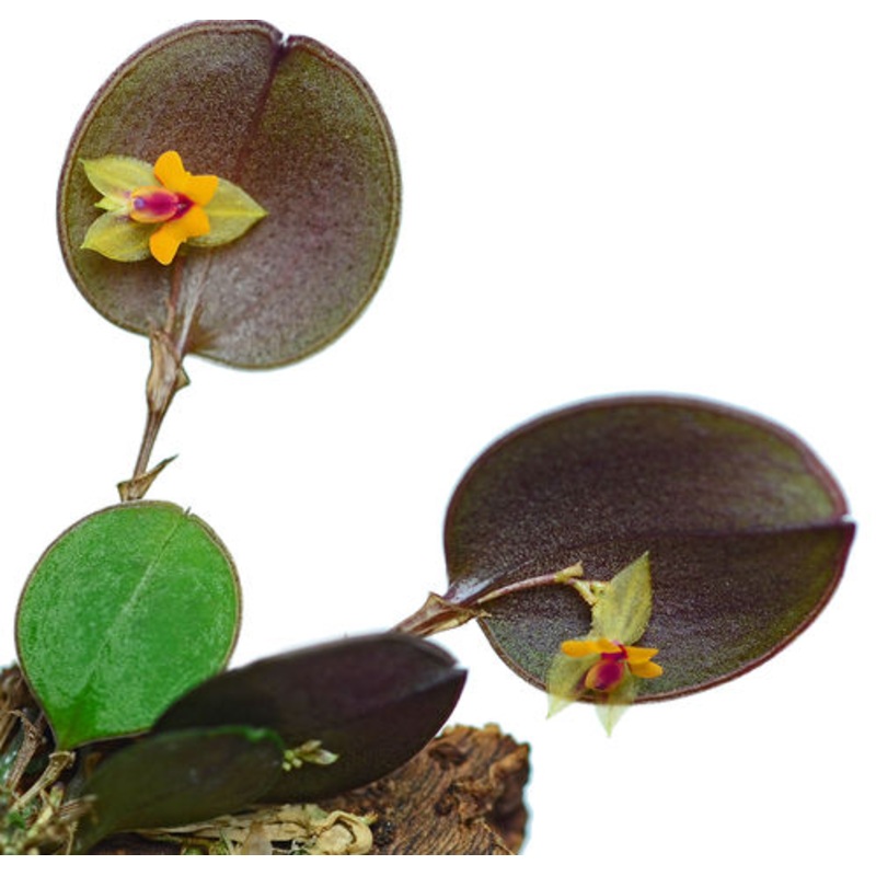 Lepanthes mariposa