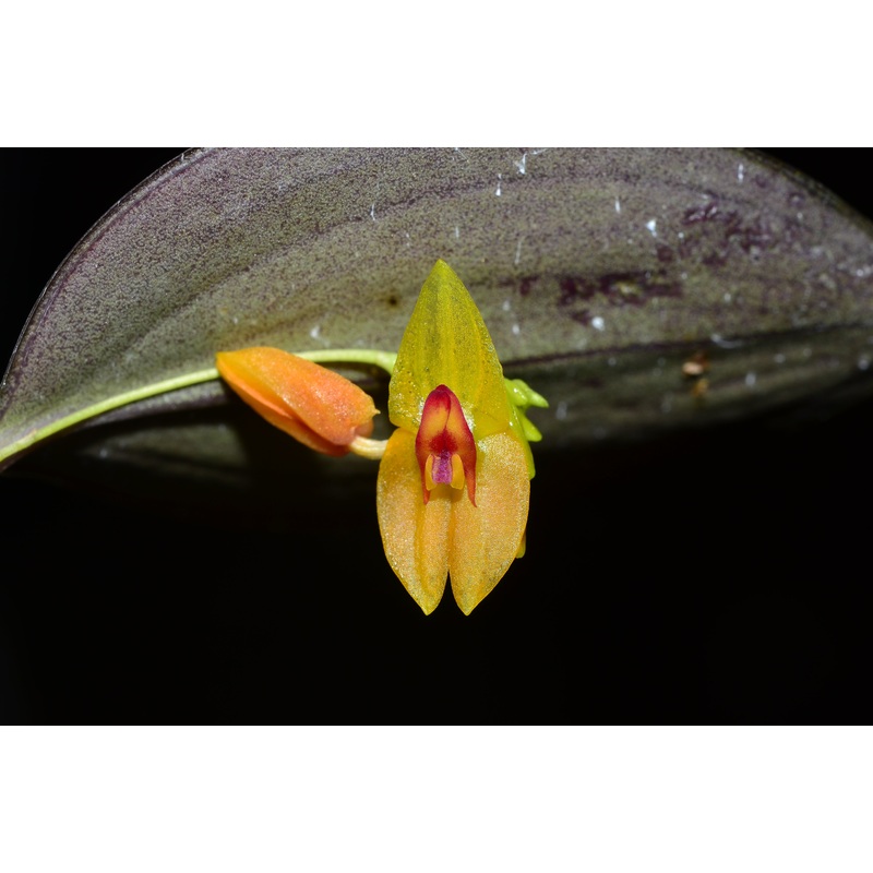 Lepanthes menatoi