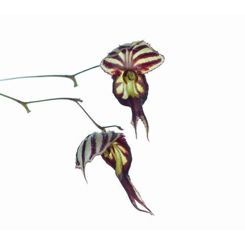 Lepanthes terborchii