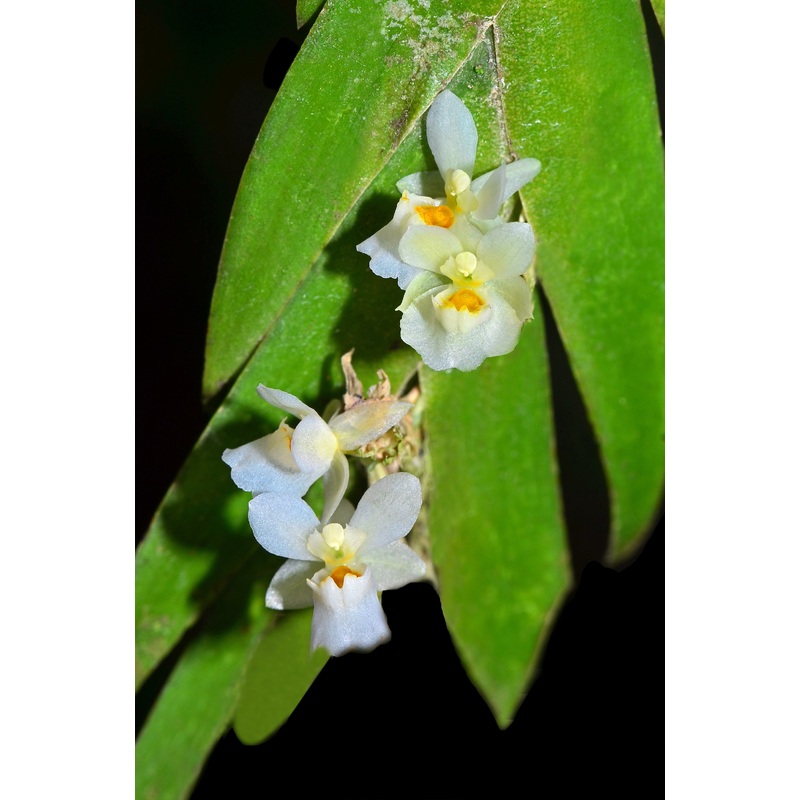 Lockhartia hercodonta