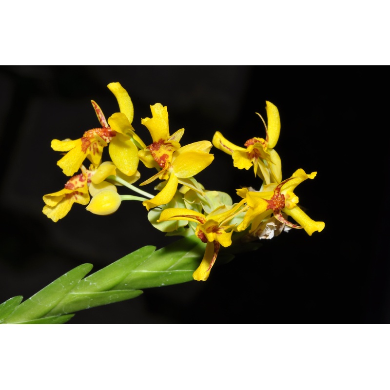 Lockhartia parthenocomos