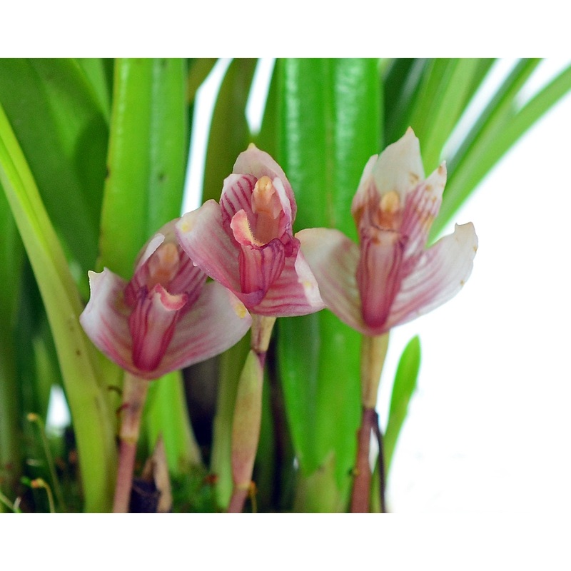 Maxillaria brachybulbon