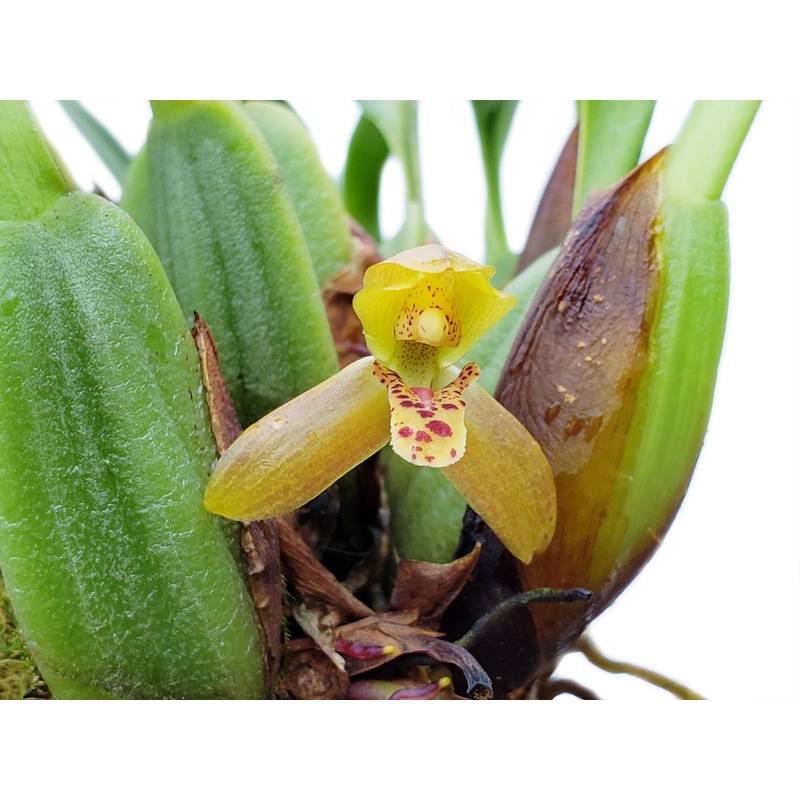 Maxillaria chacoensis