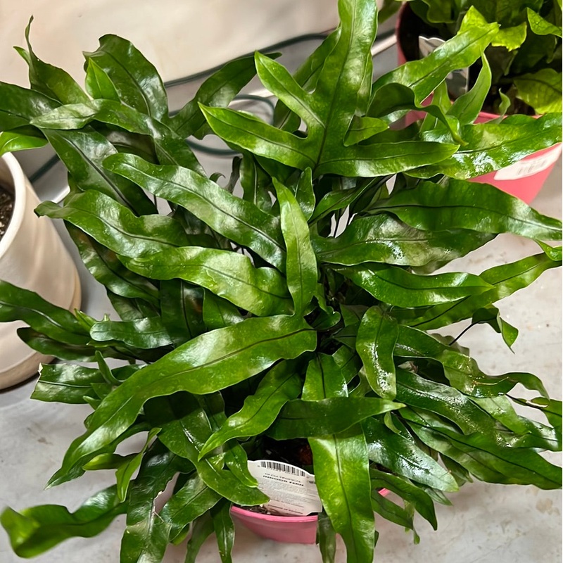 Microsorum diversifolium – Kangaroo Paw Fern