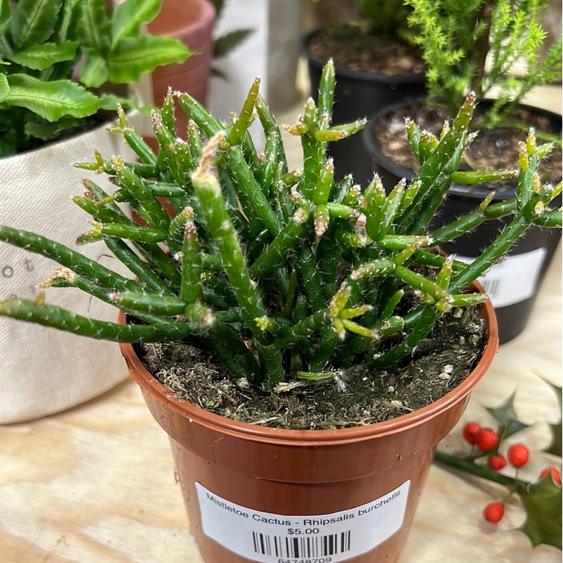 Mistletoe Cactus – Rhipsalis burchellii