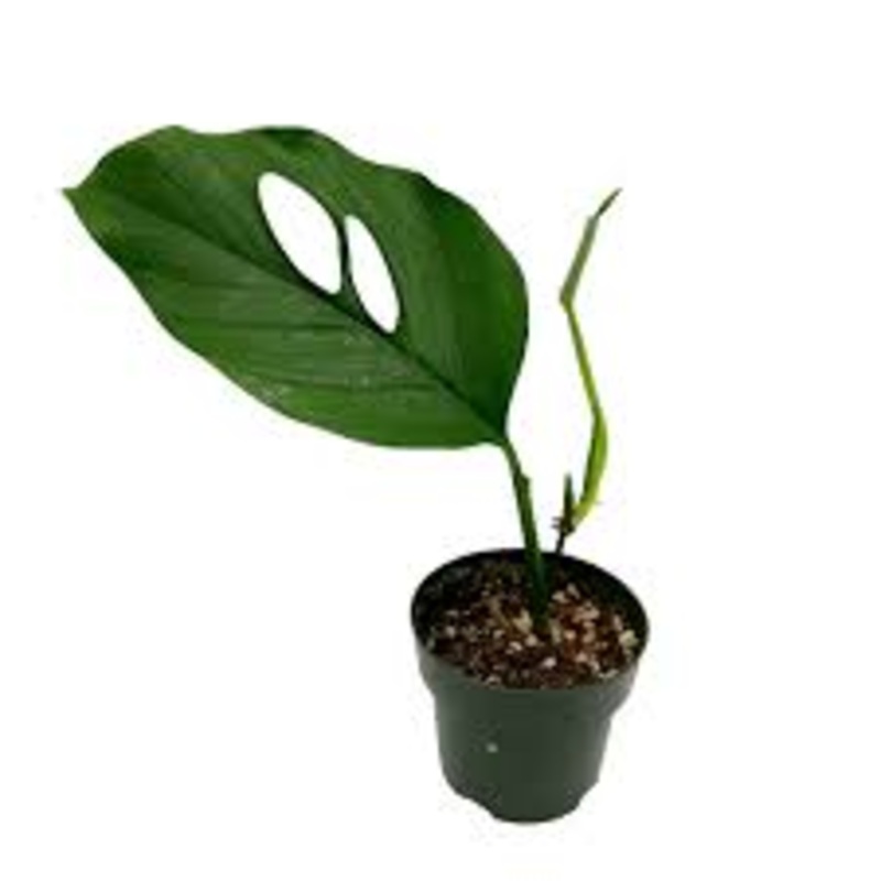 Monstera Acacoyaguensis