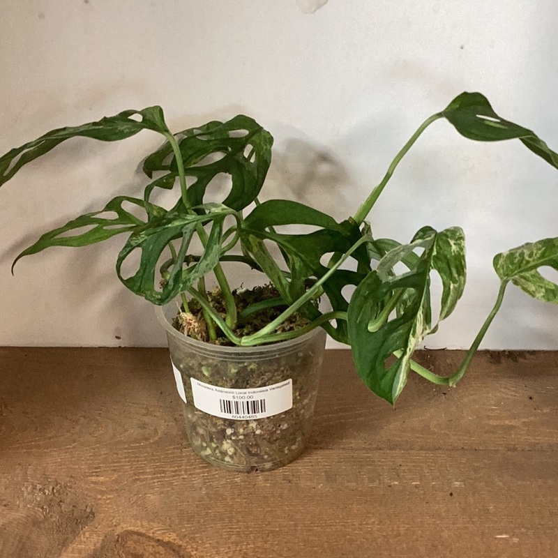 Monstera Adansonii Local Indonesia Variegated